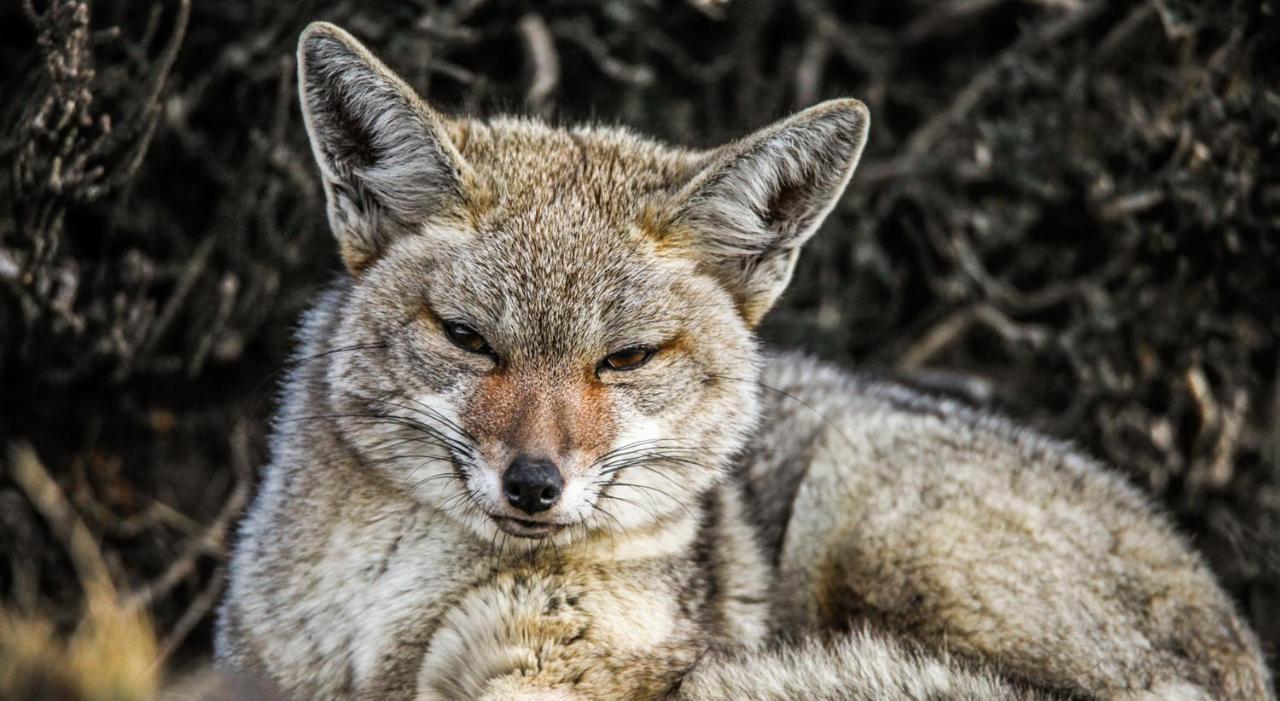 โรงแรมริโอ เซร์ราโน แอนด์ สปา Torres del Paine National Park ภายนอก รูปภาพ