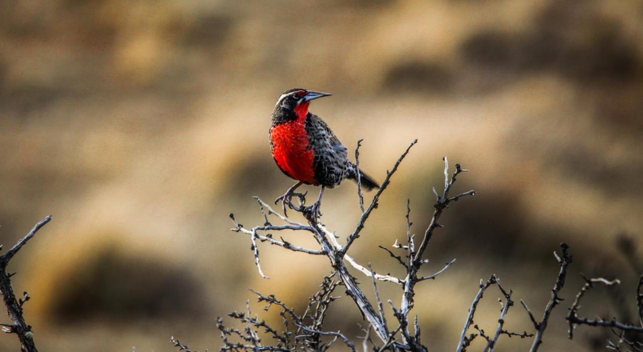 โรงแรมริโอ เซร์ราโน แอนด์ สปา Torres del Paine National Park ภายนอก รูปภาพ