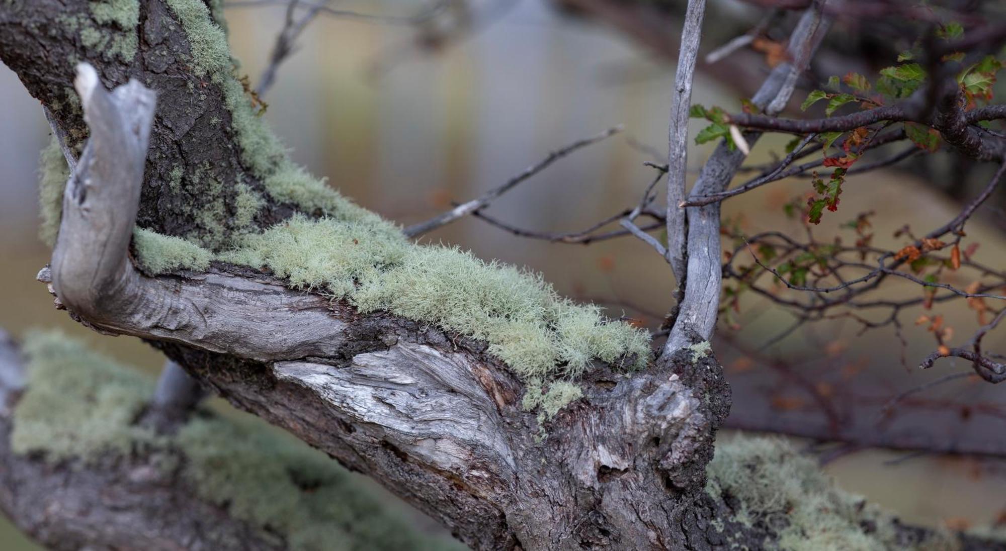 โรงแรมริโอ เซร์ราโน แอนด์ สปา Torres del Paine National Park ภายนอก รูปภาพ